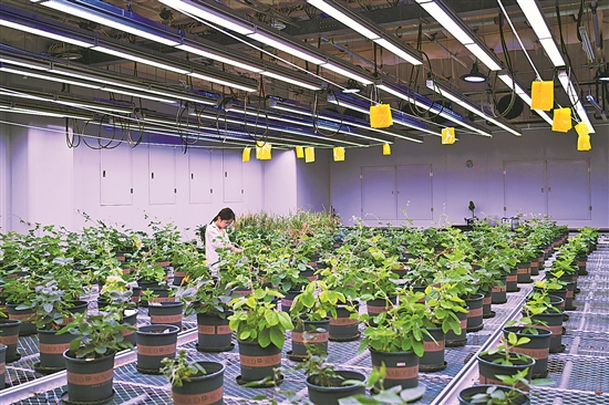 安徽宿州 打造種業(yè)科技谷，擎起生物育種新旗幟