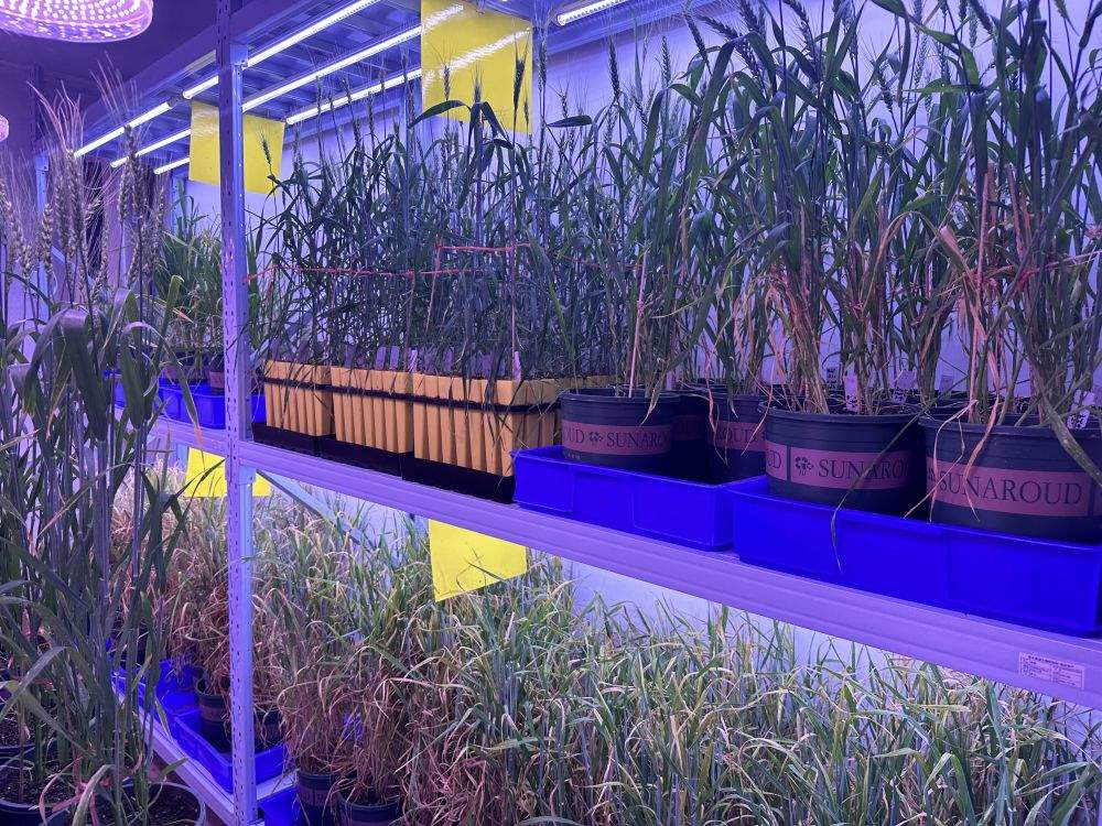 青海初步建成青藏高原生物種質資源庫